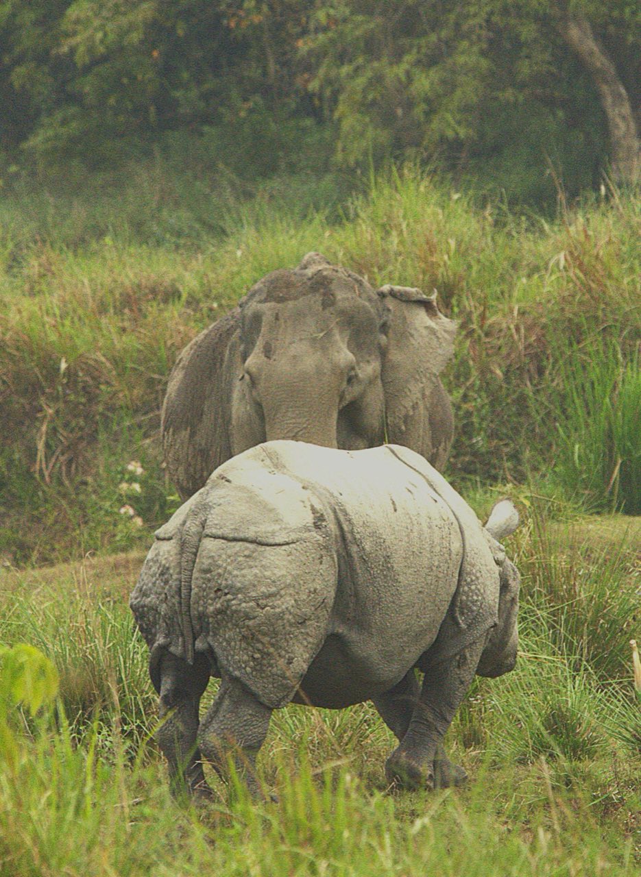 Elephant and rhino together