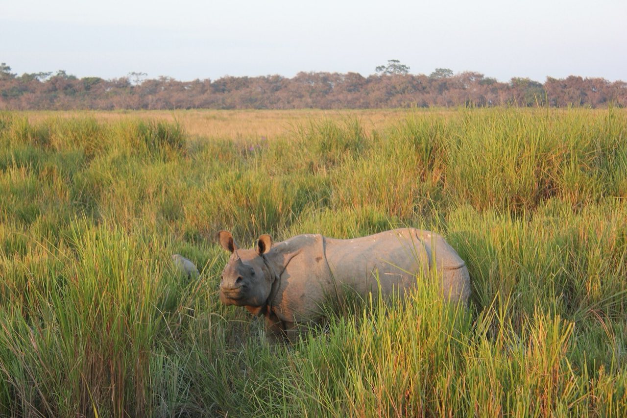 Rhino grazing in a grassland