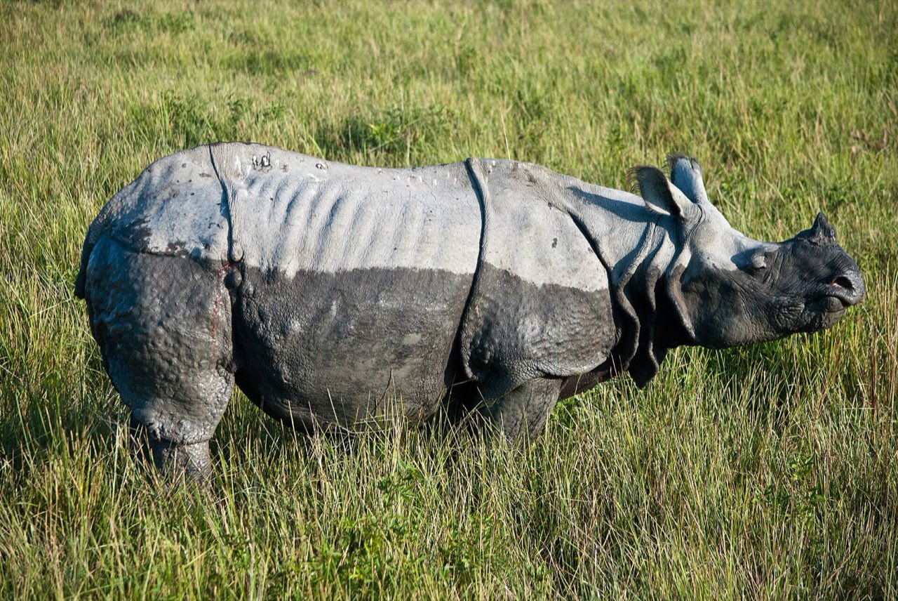 One-horned rhino grazing in the Kaziranga grasslands