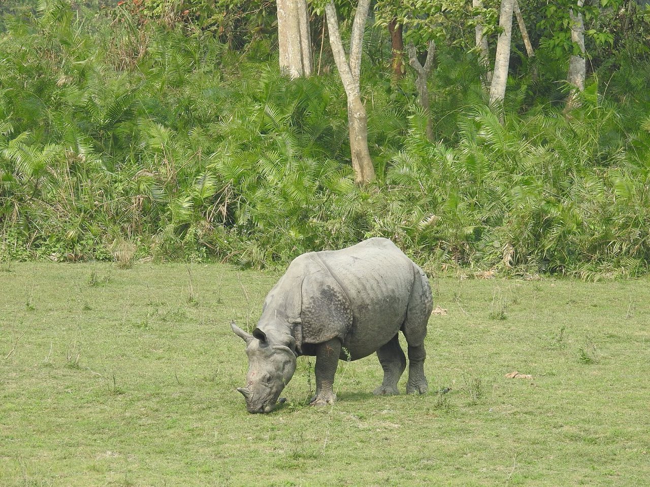 Great one-horned rhinoceros