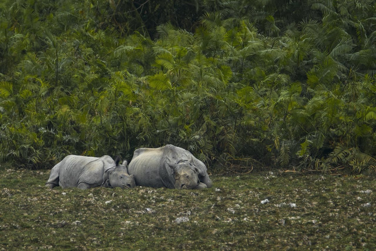 Rhinos resting