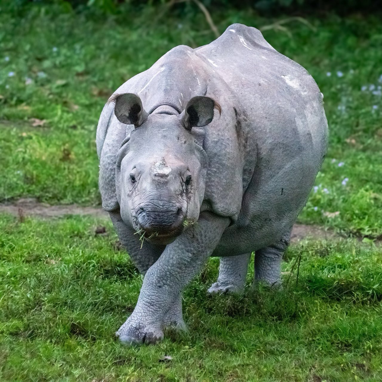 Indian rhino strolling